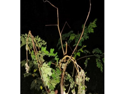 Energy Network Portfolio